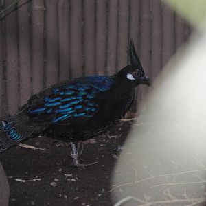 Palawan Peacock-Pheasant