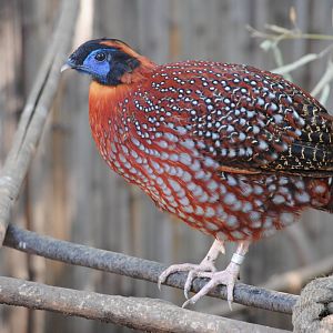 Temminck's Tragopan