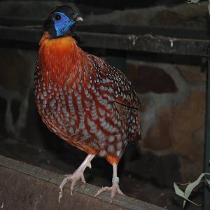 Temminck's Tragopan