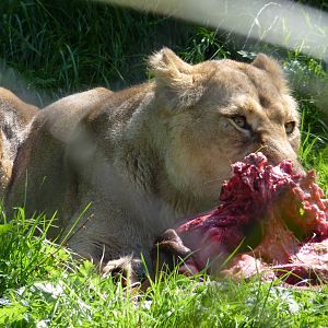 Asiatic Lion, September 2016
