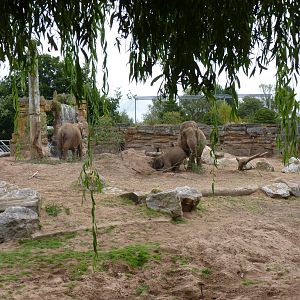 Asian Elephants, September 2016