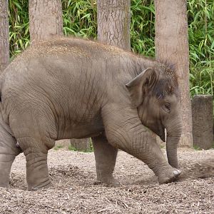 Asian Elephant, September 2016