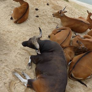 Banteng, September 2016