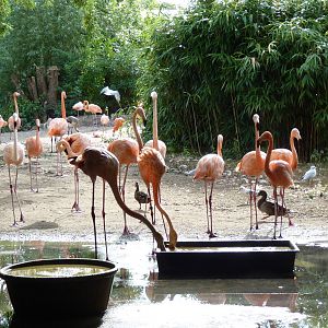 Flamingo, September 2016