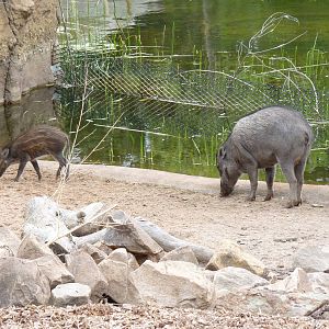 Visayan warty pigs, September 2016