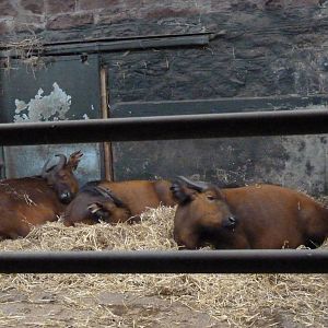 Congo Buffalo, September 2016