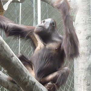 Male Bornean Orangutan, September 2016