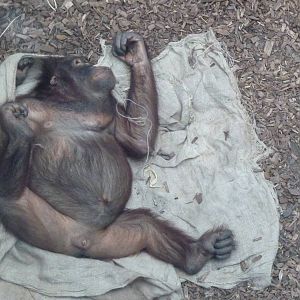 Male Bornean Orangutan, September 2016