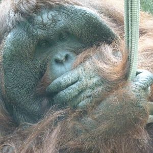 Male Bornean Orangutan, September 2016