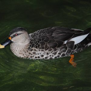Indian Spot-billed Duck (duck pond in Children's Zone)