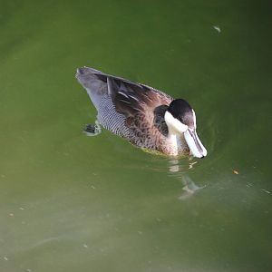 Puna Teal (duck pond in Children's Zone)