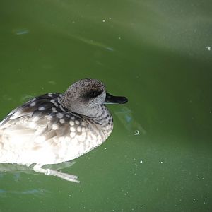 Marble Teal (duck pond in Children's Zone)
