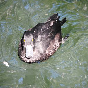 New Zealand Scaup? (duck pond in Children's Zone)