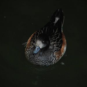 Chiloe Wigeon (duck pond in Children's Zone)