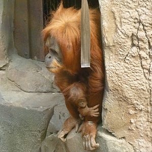 Sumatran Orangutans, September 2016