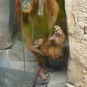 Sumatran Orangutans, September 2016