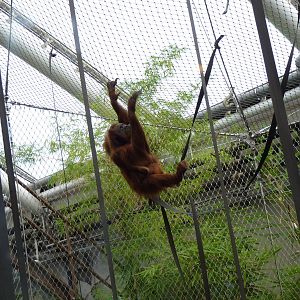 Sumatran Orangutans, September 2016