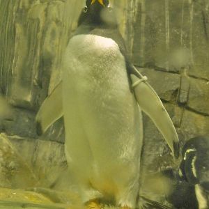 Gentoo Penguin