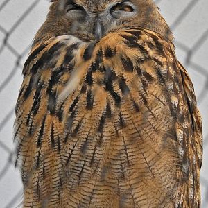 Great Horned Owl