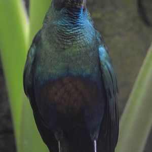 Metallic Starling