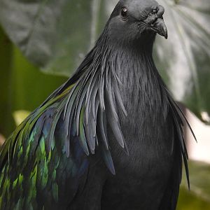 Nicobar Pigeon
