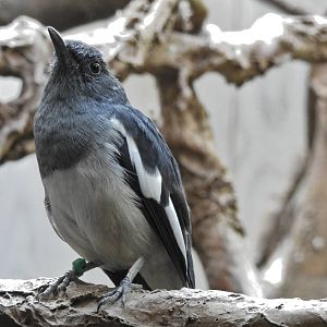 Oriental Magpie Robin