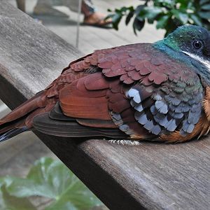 Mindanao Bleeding Heart Dove
