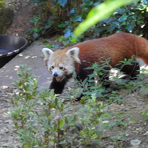 Red Panda