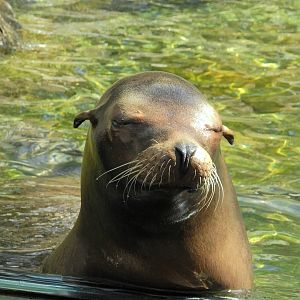 California Sea Lion
