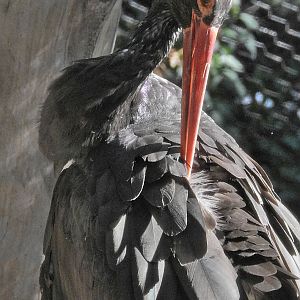 Black Stork