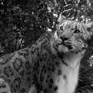 Snow Leopard