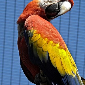 Scarlet Macaw