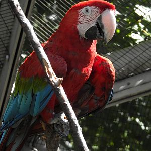 Red and Green Macaw
