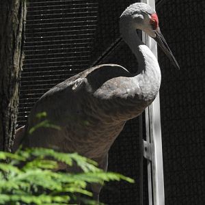Sandhill Crane