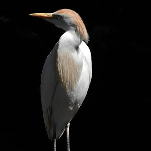 Cattle Egret