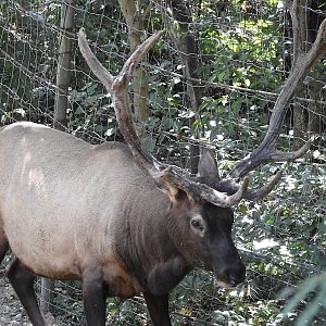 Roosevelt's Elk