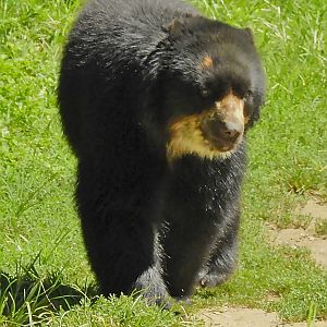 Andean Bear