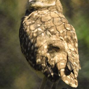 Burrowing Owl