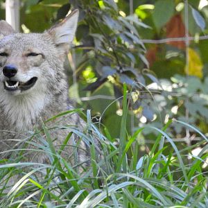 Coywolf