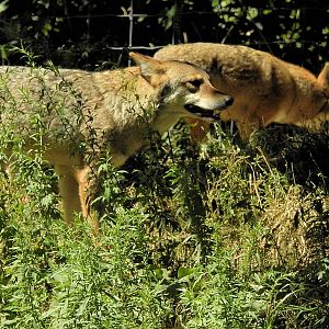 Coywolf