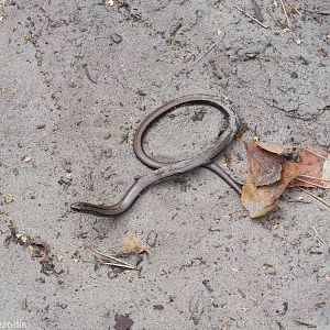 Slow Worm