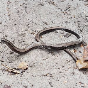 Slow Worm