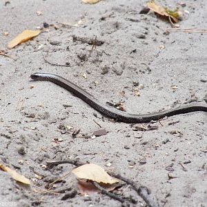 Slow Worm