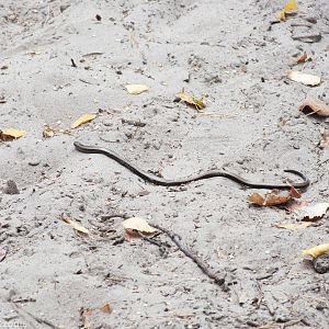Slow Worm