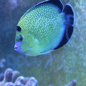 Apollemicthys xanthopunctatus