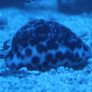 Cypraea tigris