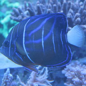 Pomacanthus navarchus