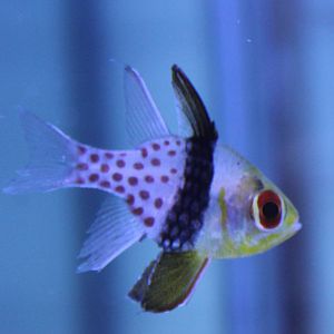 Sphaeramia nematoptera