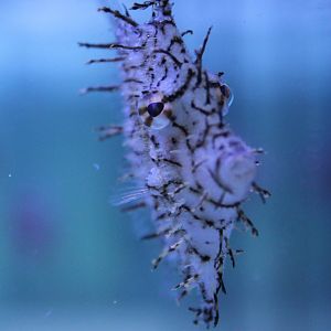 Prickly leather-jacket