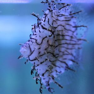 Prickly leather-jacket